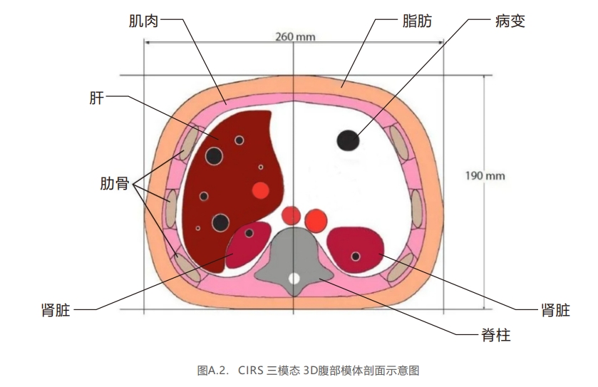 三模態3D腹部模體2